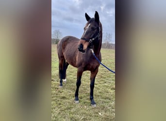 Holsteiner, Jument, 9 Ans, 170 cm, Bai brun
