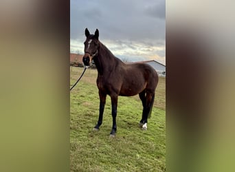 Holsteiner, Jument, 9 Ans, 170 cm, Bai brun