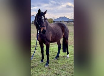 Holsteiner, Jument, 9 Ans, 170 cm, Bai brun