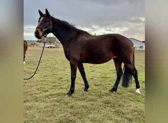 Holsteiner, Jument, 9 Ans, 170 cm, Bai brun