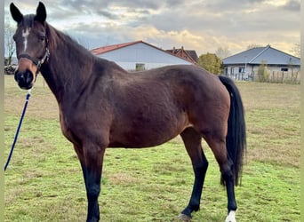 Holsteiner, Jument, 9 Ans, 170 cm, Bai brun