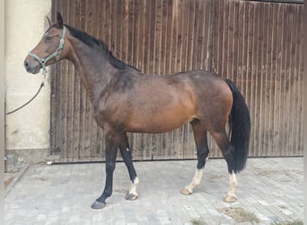 Holsteiner, Jument, 9 Ans, 170 cm, Bai brun