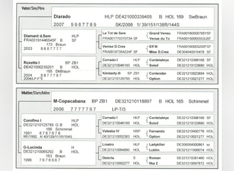 Holsteiner, Jument, 9 Ans, 170 cm, Gris