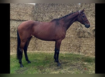 Holsteiner, Jument, 9 Ans, 170 cm, Noir