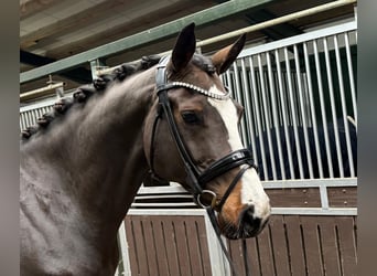 Holsteiner, Jument, 9 Ans, 171 cm, Bai brun