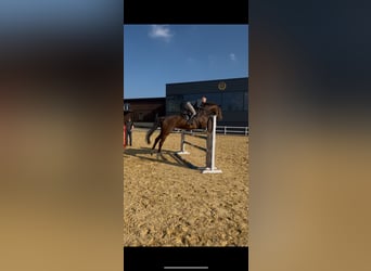 Holsteiner, Jument, 9 Ans, 172 cm, Alezan brûlé