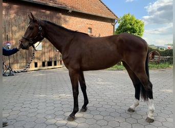 Holsteiner, Jument, 9 Ans, 173 cm, Bai