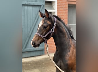 Holsteiner, Jument, 9 Ans, 173 cm, Bai