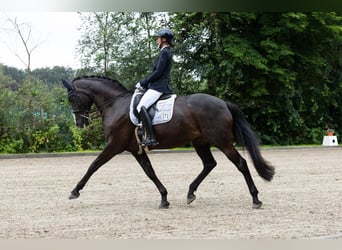 Holsteiner, Jument, 9 Ans, 174 cm, Bai brun foncé