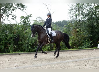 Holsteiner, Jument, 9 Ans, 174 cm, Bai brun foncé