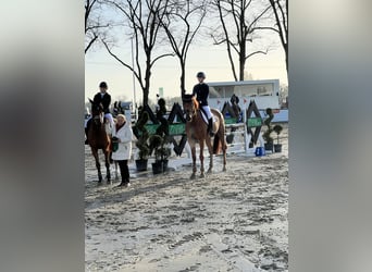 Holsteiner, Jument, 9 Ans, 175 cm, Alezan