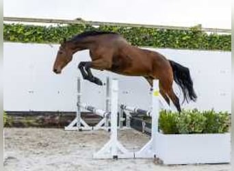 Holsteiner, Jument, 9 Ans, 175 cm, Bai