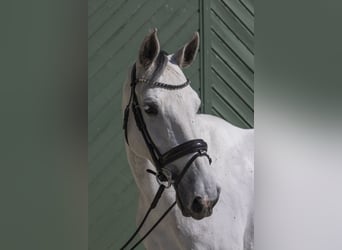 Holsteiner, Jument, 9 Ans, 175 cm, Gris