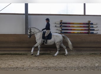 Holsteiner, Jument, 9 Ans, 175 cm, Gris