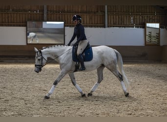 Holsteiner, Jument, 9 Ans, 175 cm, Gris