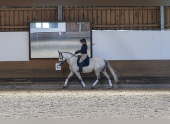 Holsteiner, Jument, 9 Ans, 175 cm, Gris