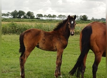 Holsteiner, Jument, Poulain (04/2026), Bai brun