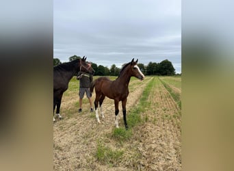 Holsteiner, Jument, Poulain (05/2025), Bai brun