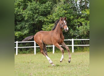 Holsteiner, Jument, Poulain (05/2026), Bai brun