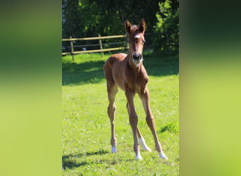 Holsteiner, Jument, Poulain (05/2024), Bai clair