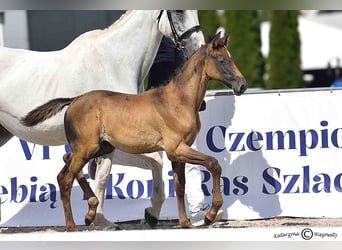 Holsteiner, Jument, Poulain (06/2025), Gris