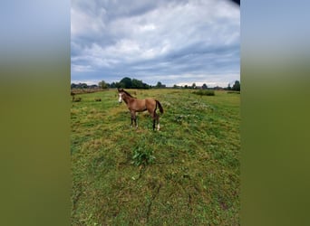 Holsteiner, Jument, Poulain (04/2026), Peut devenir gris