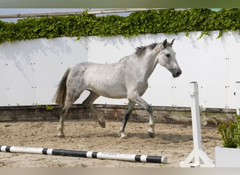 Holsteiner, Merrie, 10 Jaar, 157 cm, Schimmel