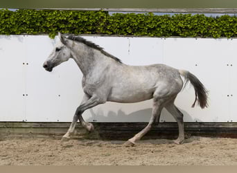 Holsteiner, Merrie, 10 Jaar, 157 cm, Schimmel