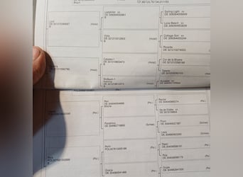 Holsteiner, Merrie, 10 Jaar, 163 cm, Donkere-vos