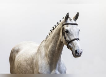 Holsteiner, Merrie, 10 Jaar, 164 cm, Schimmel