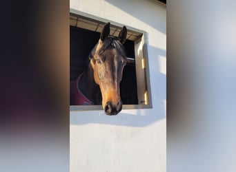 Holsteiner, Merrie, 10 Jaar, 165 cm, Donkerbruin