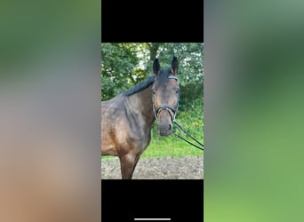 Holsteiner, Merrie, 10 Jaar, 165 cm, Donkerbruin