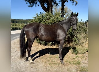 Holsteiner, Merrie, 10 Jaar, 165 cm, Zwart