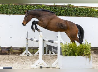 Holsteiner, Merrie, 10 Jaar, 166 cm, Bruin