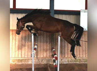 Holsteiner, Merrie, 10 Jaar, 167 cm, Bruin