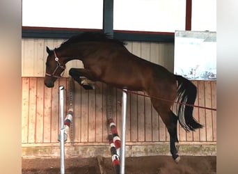 Holsteiner, Merrie, 10 Jaar, 167 cm, Bruin