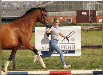 Holsteiner, Merrie, 10 Jaar, 168 cm, Brauner