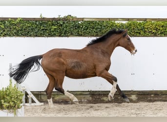 Holsteiner, Merrie, 10 Jaar, 168 cm, Bruin