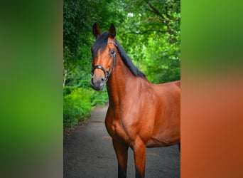 Holsteiner, Merrie, 10 Jaar, 169 cm, Bruin