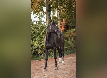 Holsteiner, Merrie, 10 Jaar, 169 cm, Zwart