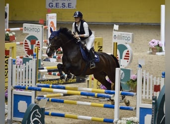 Holsteiner, Merrie, 10 Jaar, 171 cm, Zwartbruin