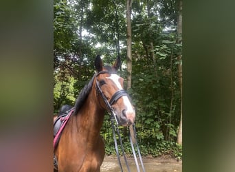 Holsteiner, Merrie, 10 Jaar, 172 cm, Bruin