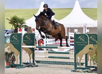 Holsteiner, Merrie, 10 Jaar, 172 cm, Bruin