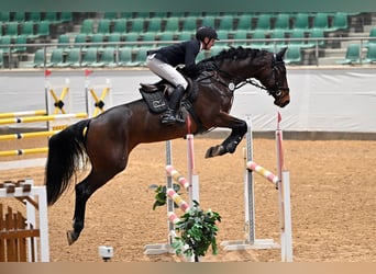 Holsteiner, Merrie, 10 Jaar, 172 cm, Donkerbruin