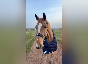 Holsteiner, Merrie, 10 Jaar, 173 cm, Vos