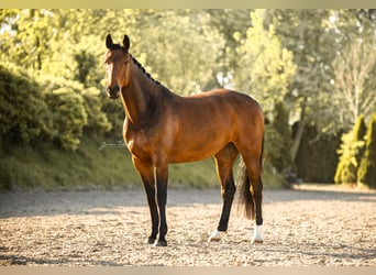 Holsteiner, Merrie, 11 Jaar, 163 cm, Bruin