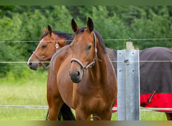 Holsteiner, Merrie, 11 Jaar, 165 cm, Bruin