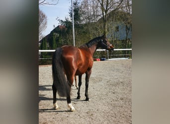 Holsteiner, Merrie, 11 Jaar, 165 cm, Donkerbruin