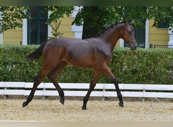 Holsteiner, Merrie, 11 Jaar, 165 cm, Donkerbruin