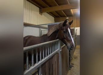 Holsteiner, Merrie, 11 Jaar, 165 cm, Donkerbruin